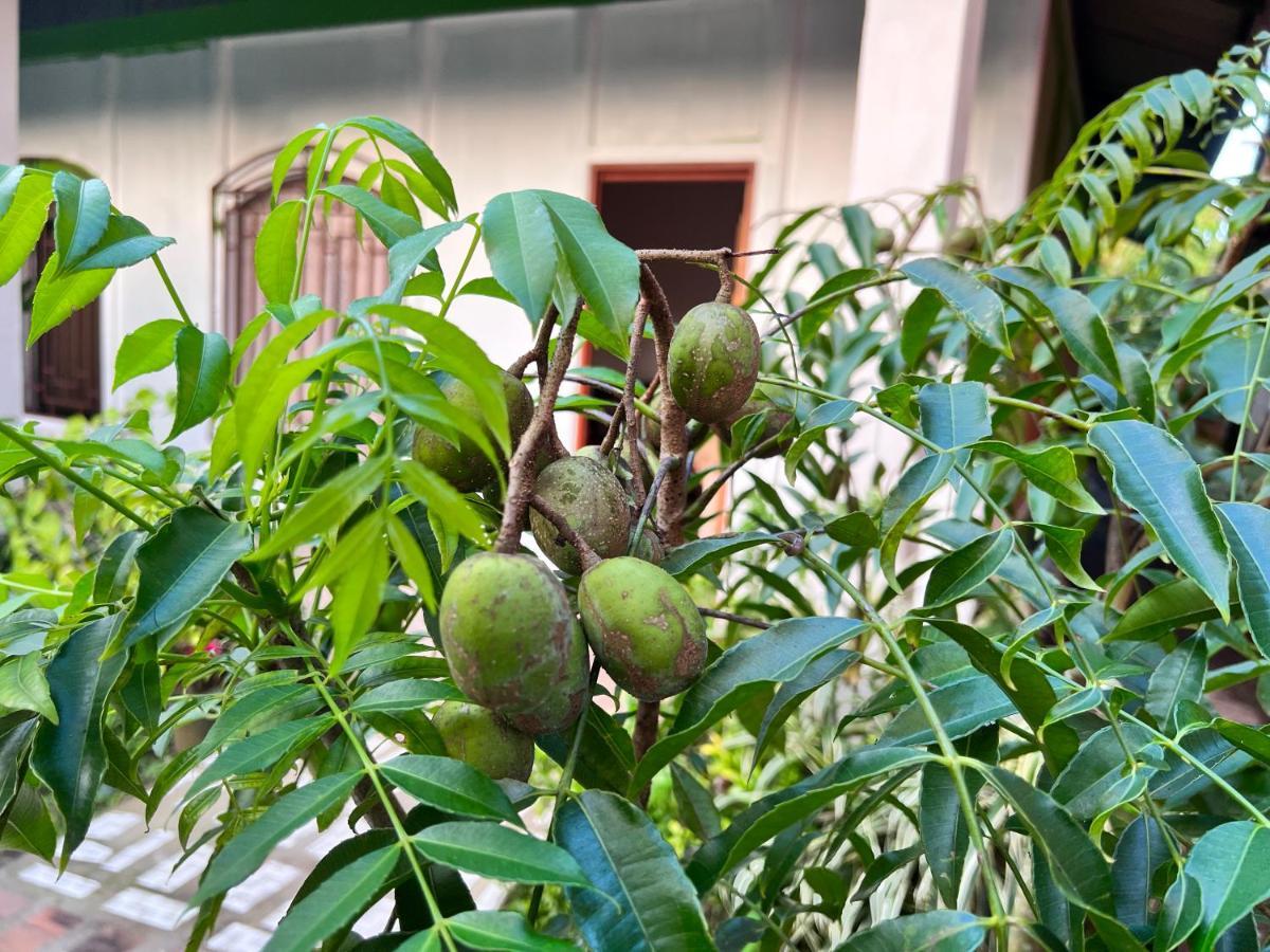 טורטוגוארו Natural Experience House מראה חיצוני תמונה